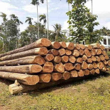 Imported Teakwood Logs